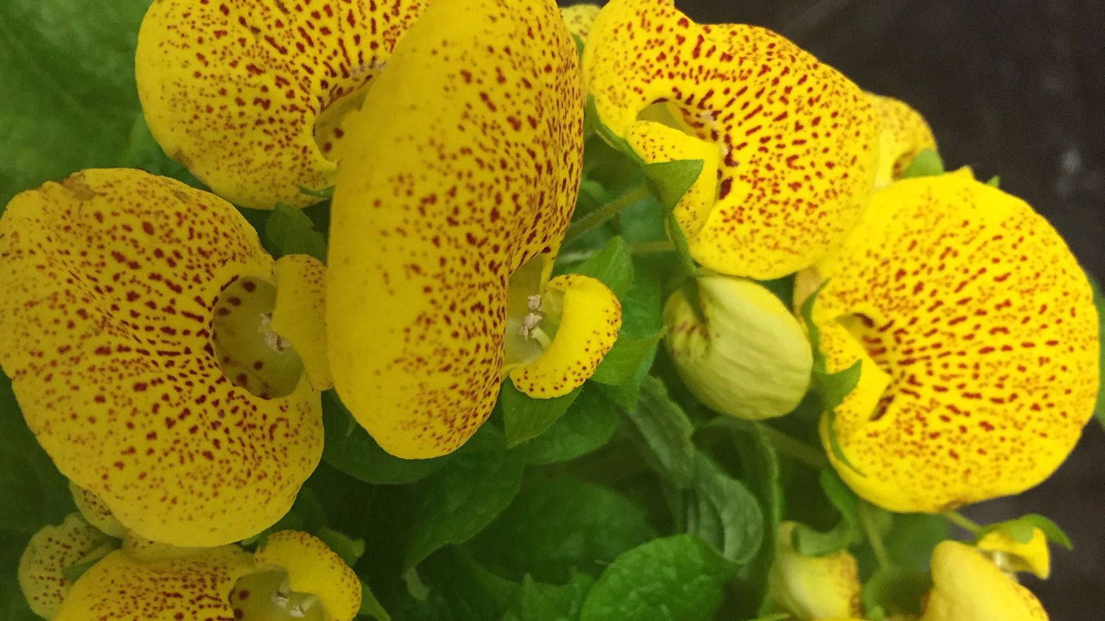 calceolaria zapatitos venus enfermedades calceolaria zapatitos venus enfermedades