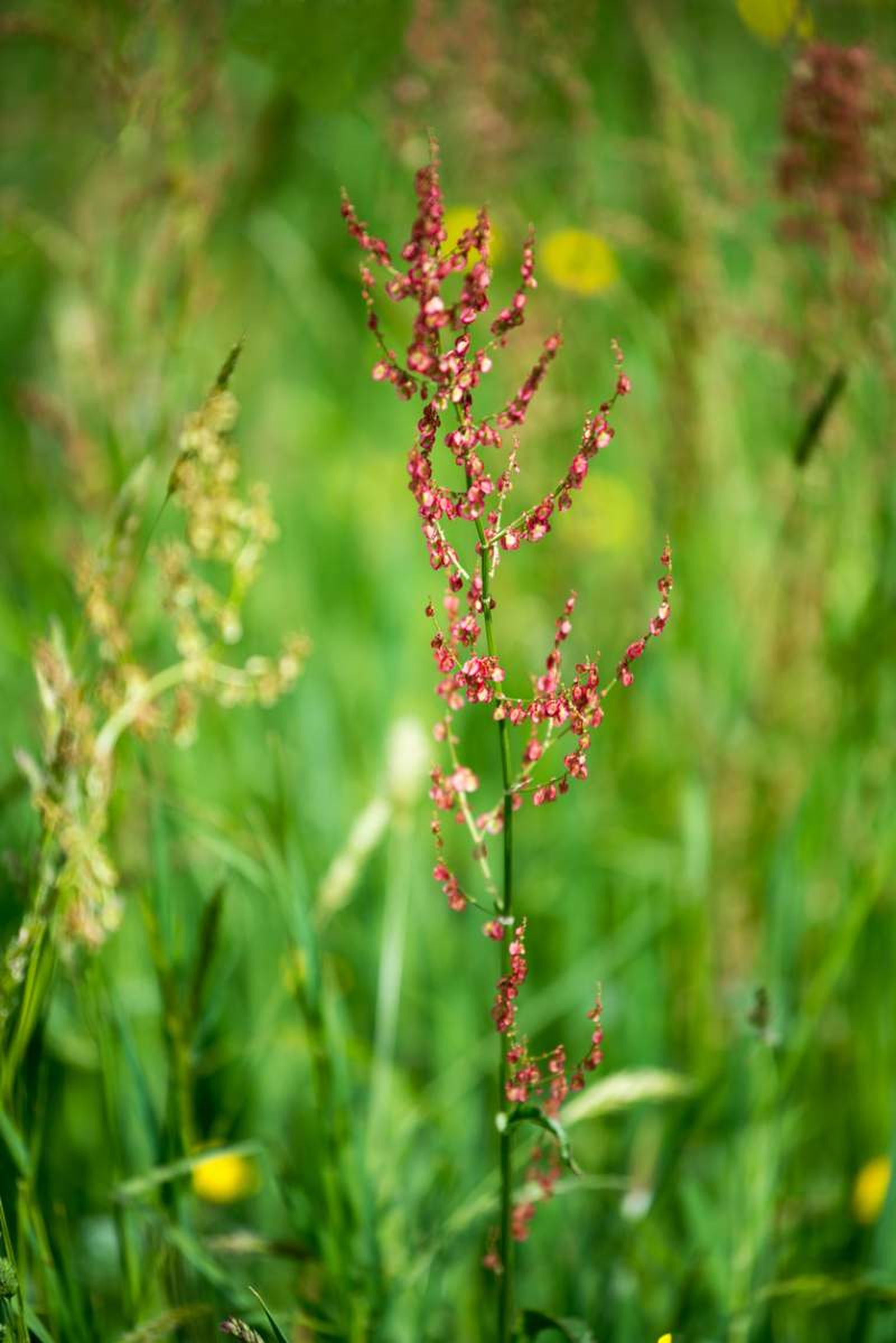 Rumex acetosa Rumex acetosa