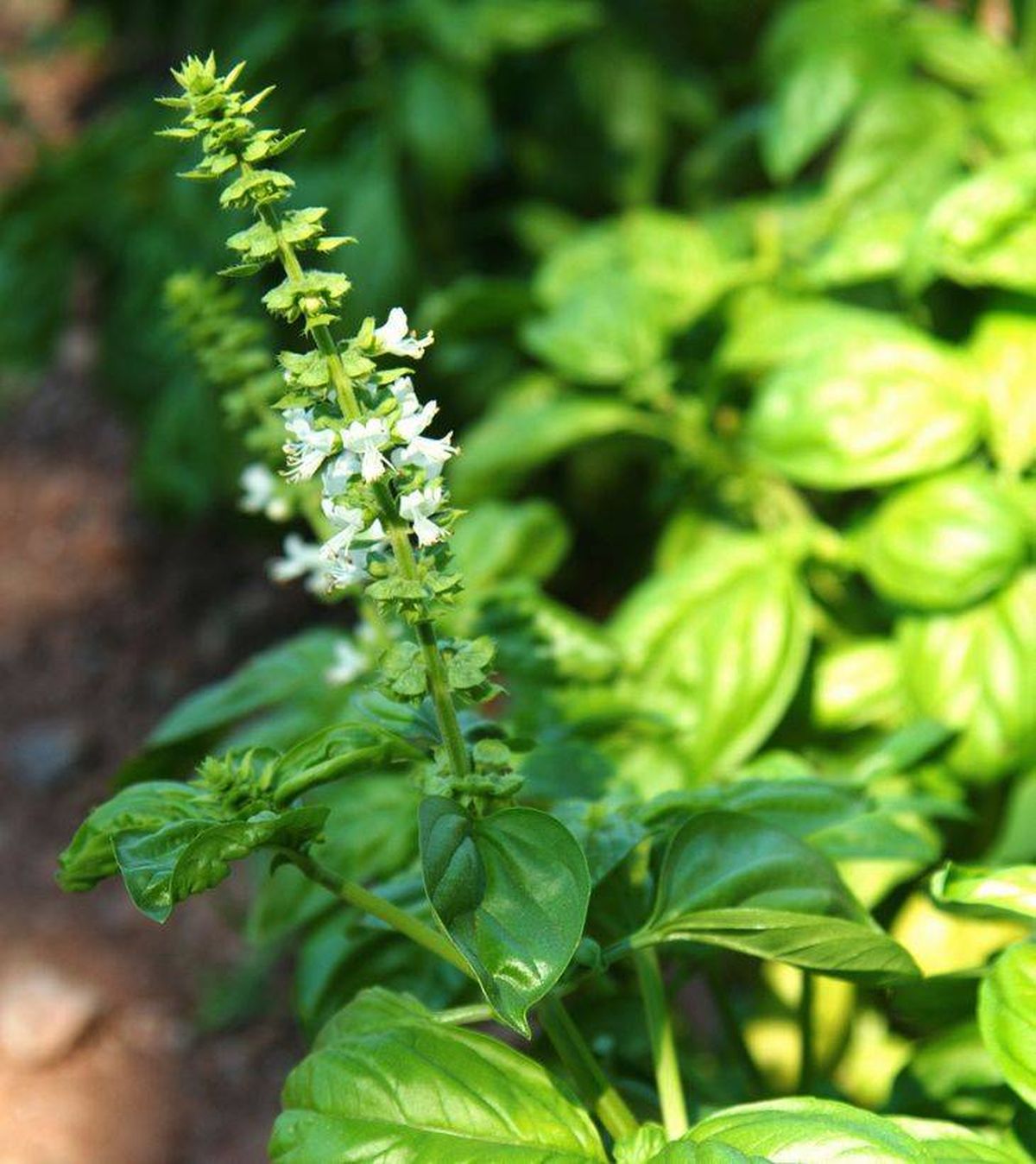 flores de planta albahaca