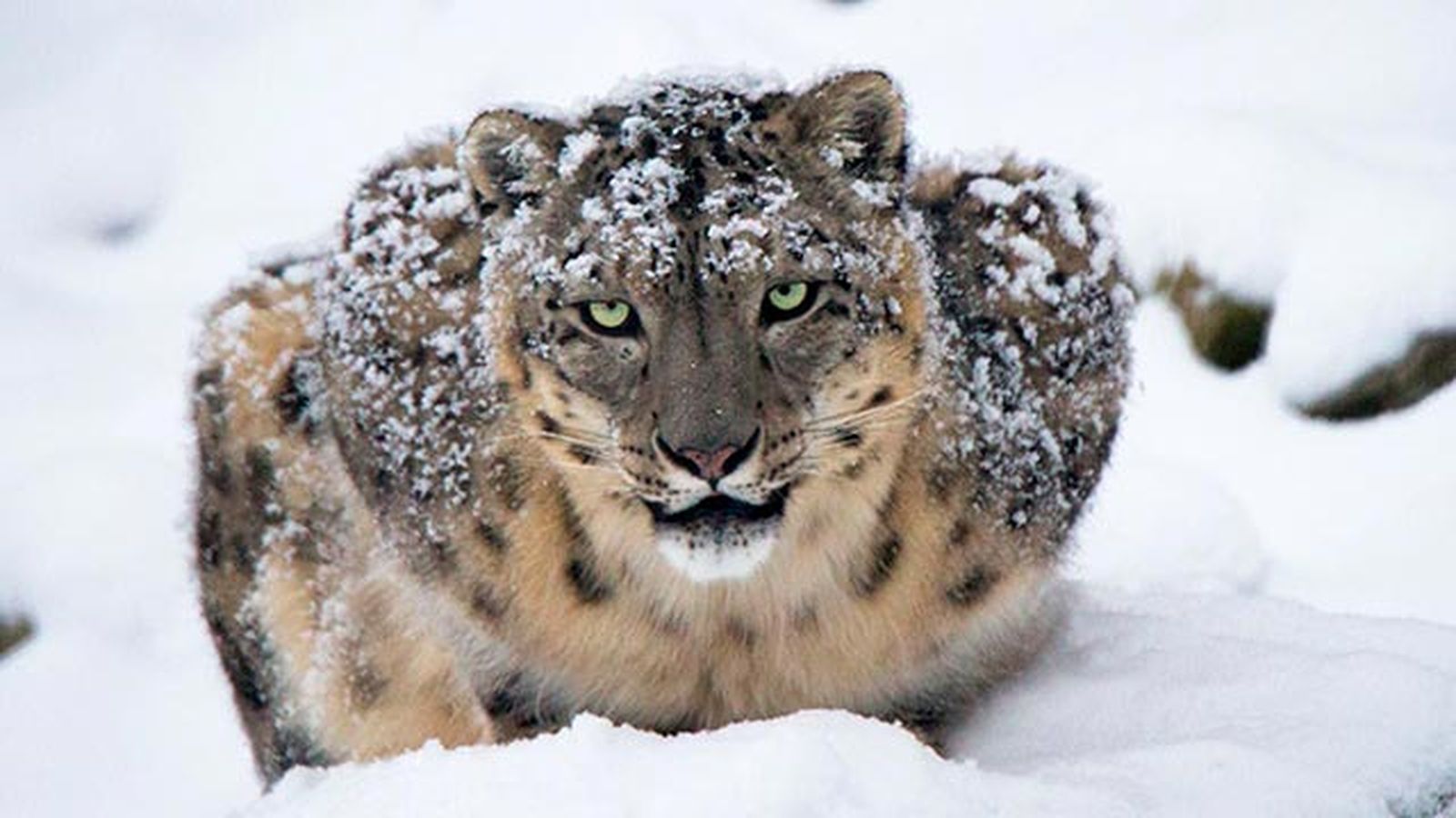 leopardo nieves 2 leopardo nieves 2
