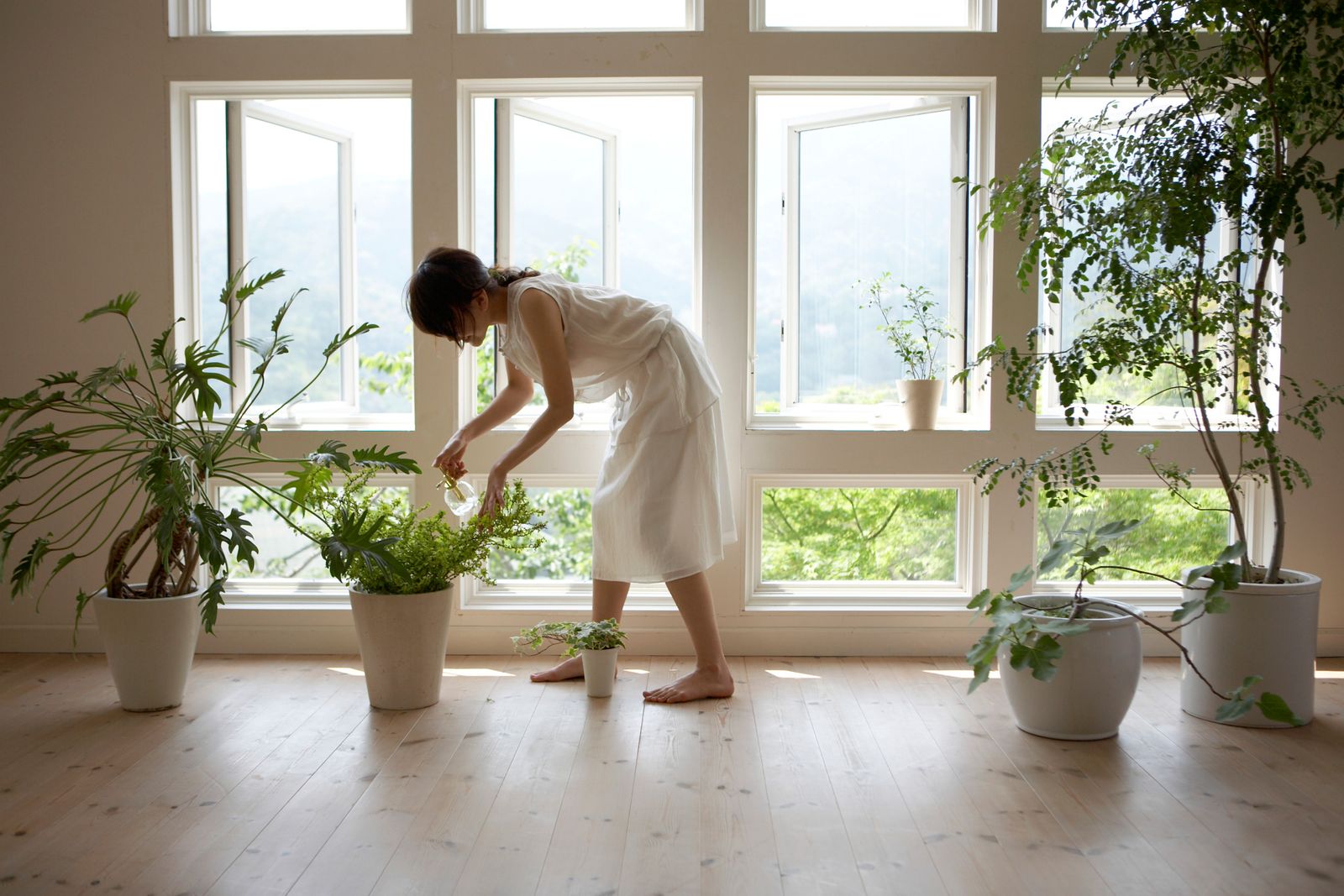 plantas decorar casa plantas decorar casa