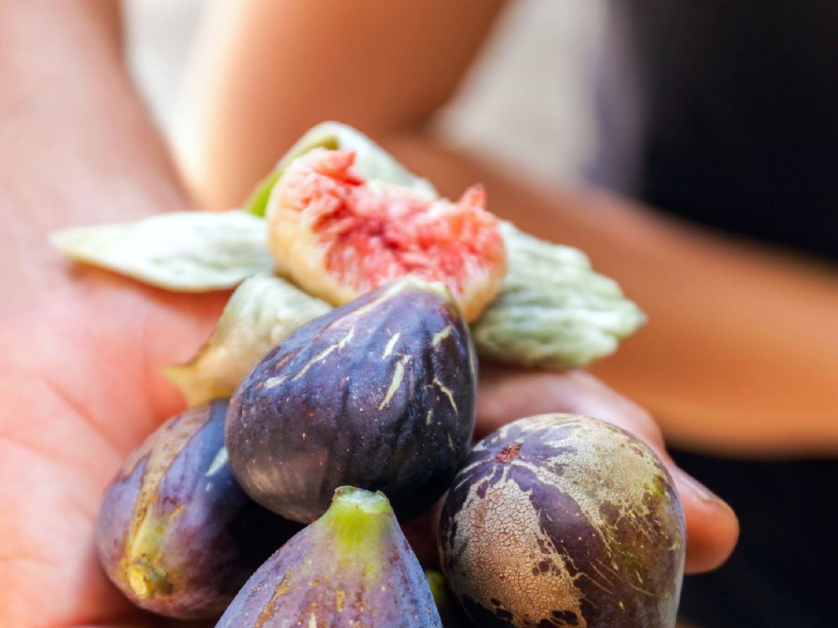 Algunos higos morados tienen piel gruesa; retirarla los hace más agradables
