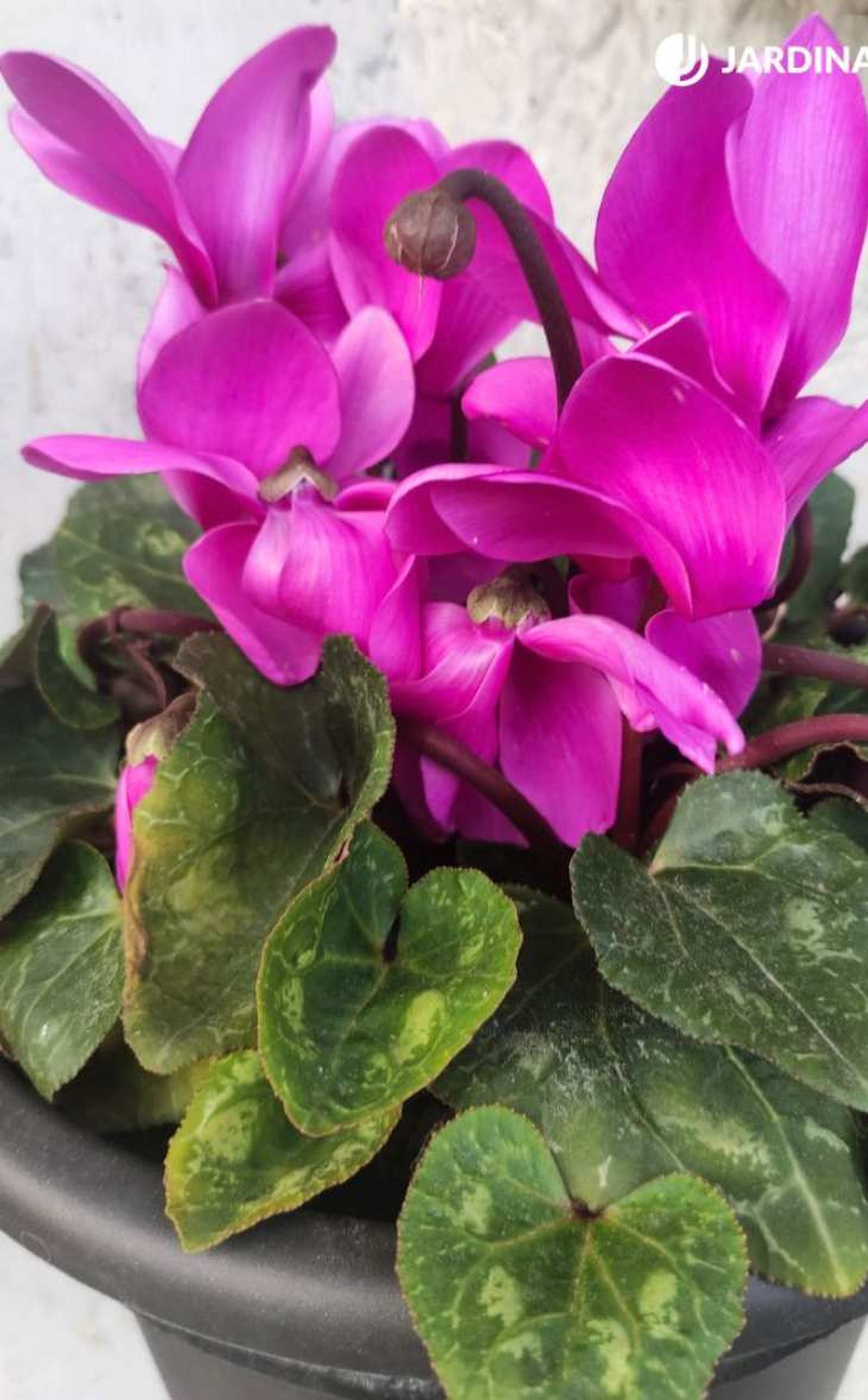 Cyclamen persicum Cyclamen persicum