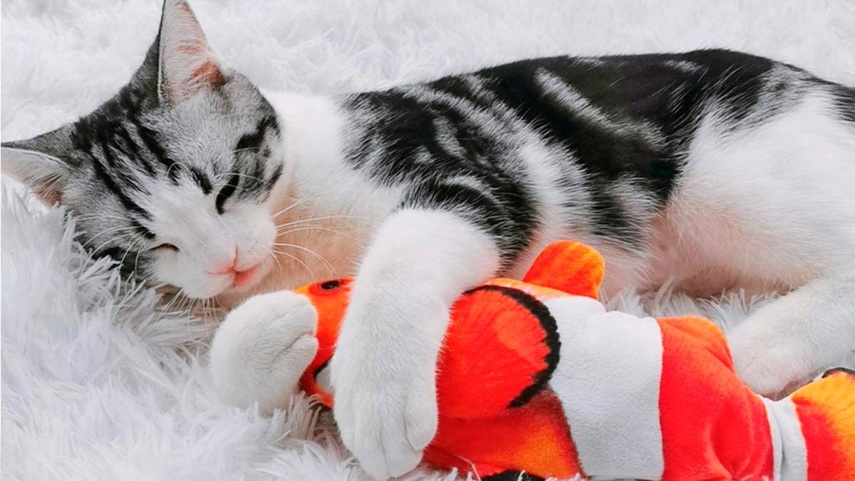 articulos mascotas felices 12 juguete hierba gatera