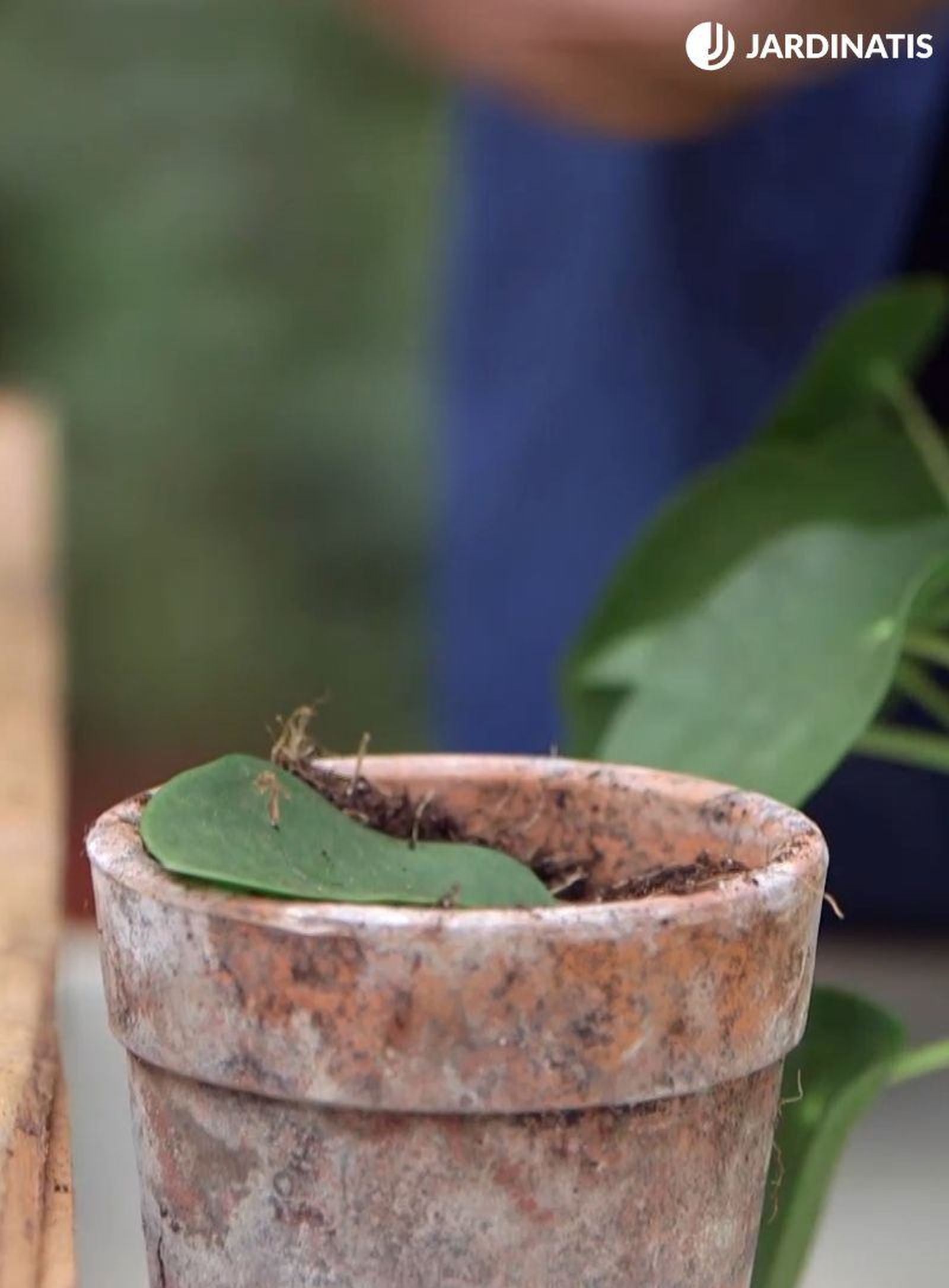 Esqueje de hoja de la planta del dinero china Esqueje de hoja de la planta del dinero china