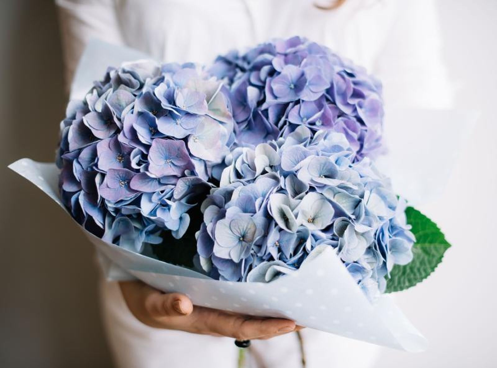 Las hortensias aportan mucha elegancia a una boda