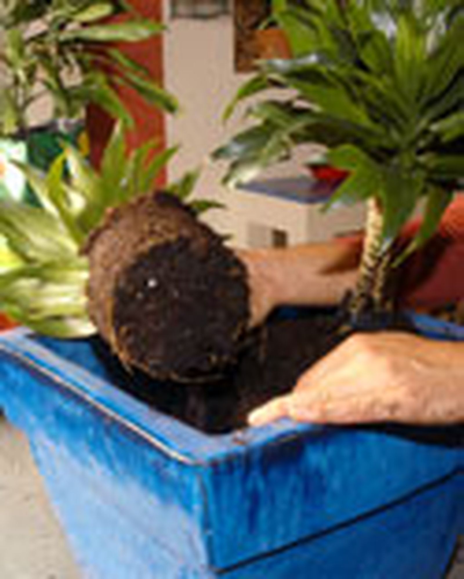 64204 dracena p03 64204 dracena p03