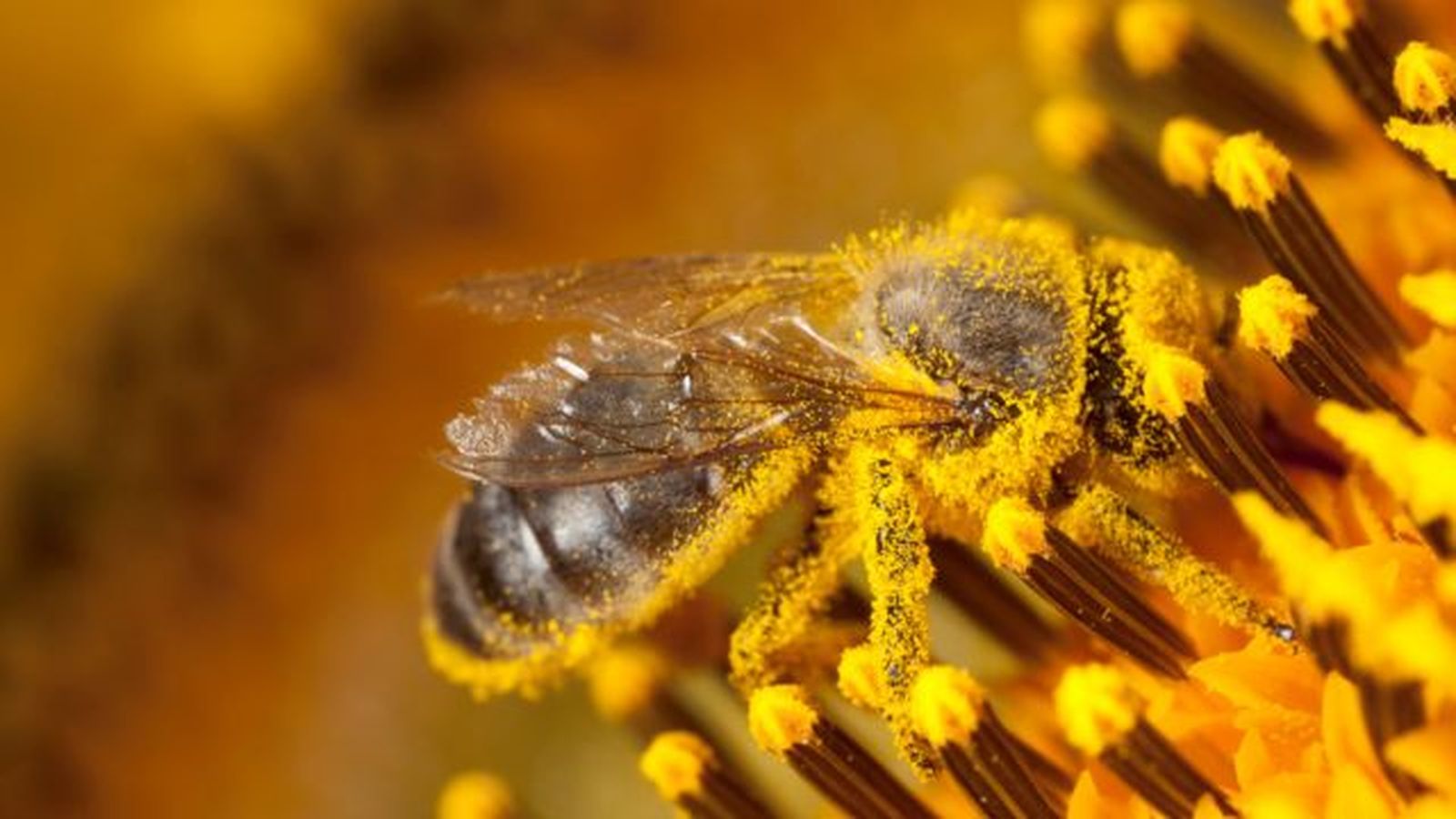 abeja con nectar plantas meliferas