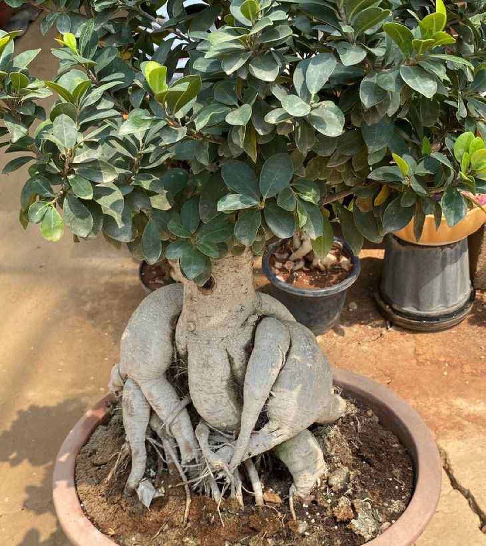 ficus microcarpa raices aereas ficus microcarpa raices aereas