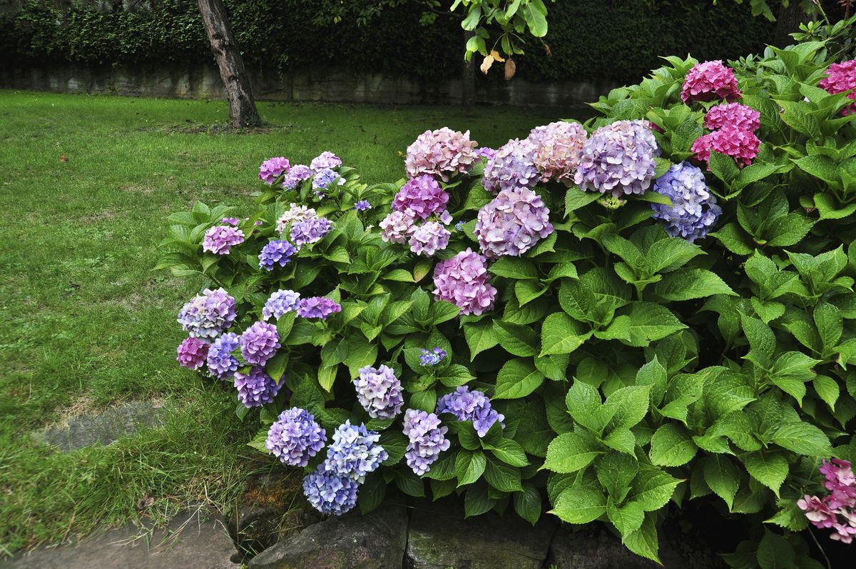 Por qué tus hortensias dan hojas pero no flores