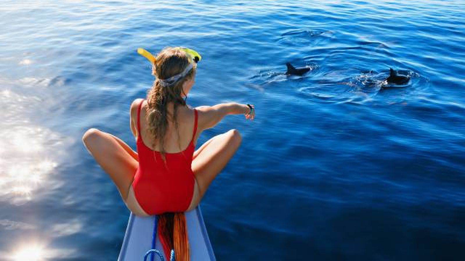 animales marinos visita verano costas espana cetaceos delfines tiburones animales marinos visita verano costas espana cetaceos delfines tiburones
