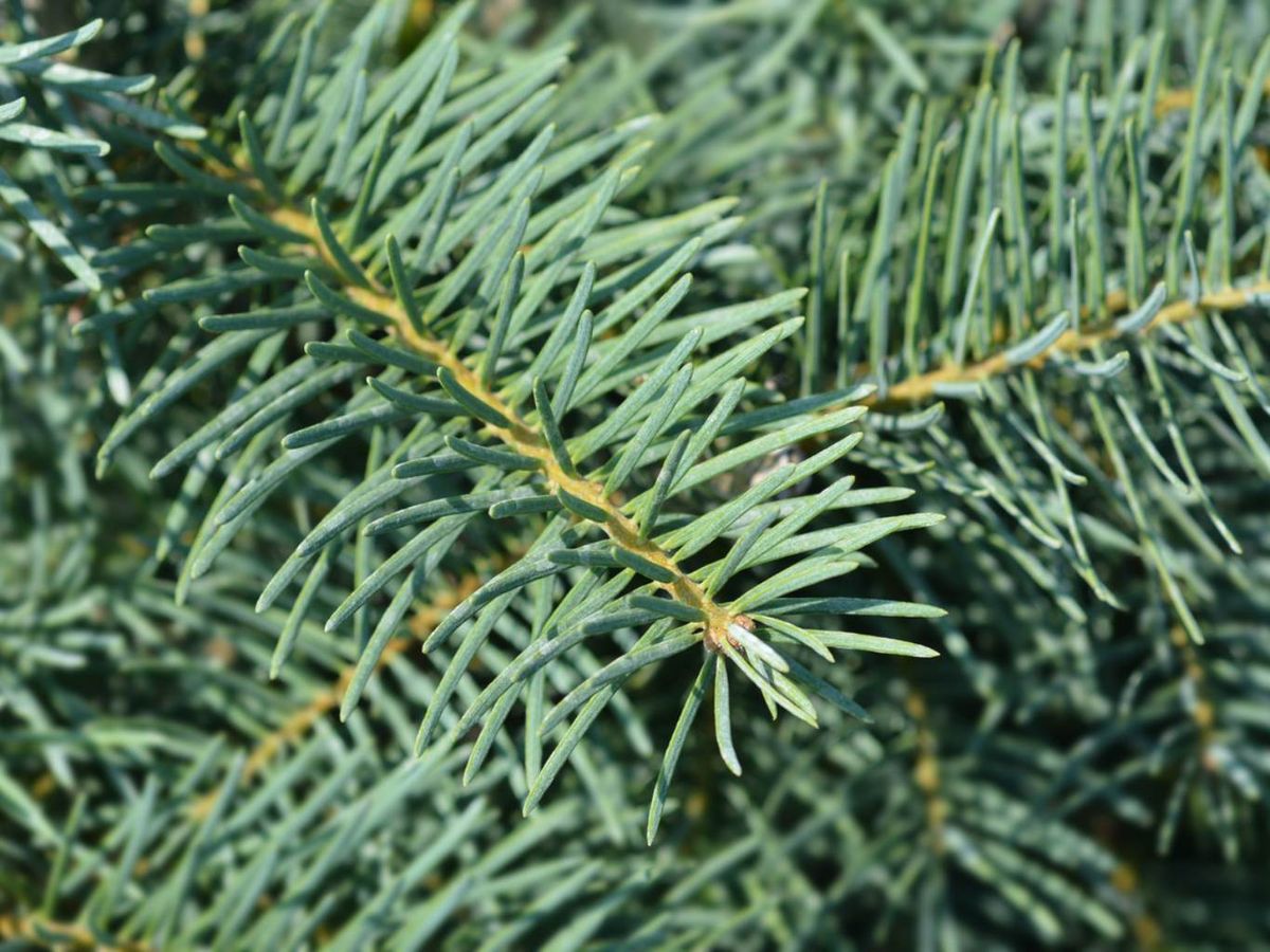 Abies concolor.