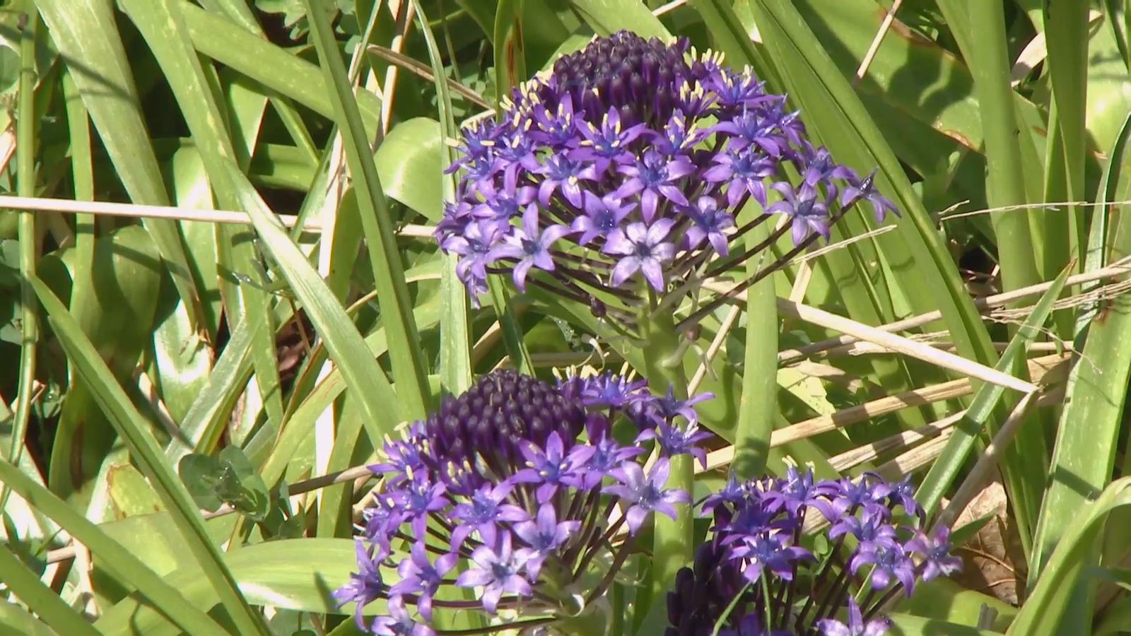 deco 693 jardineria scilla peruviana cuidados deco 693 jardineria scilla peruviana cuidados