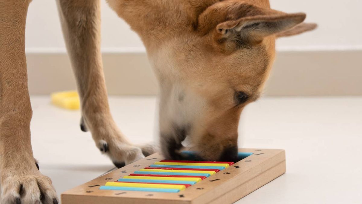 Juguetes interactivos y tipo puzzle