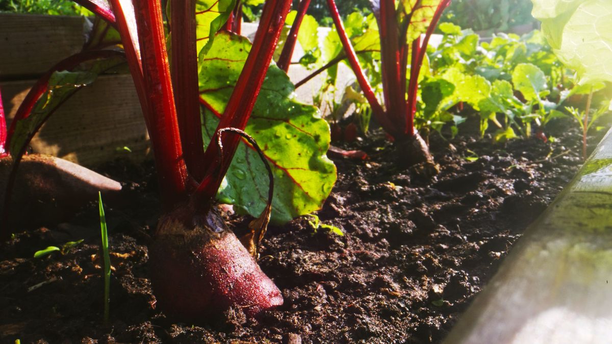 Las remolachas no necesitan mucha luz pero sí abundante agua