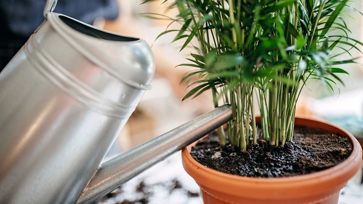 manchas blancas en la tierra de plantas de interior