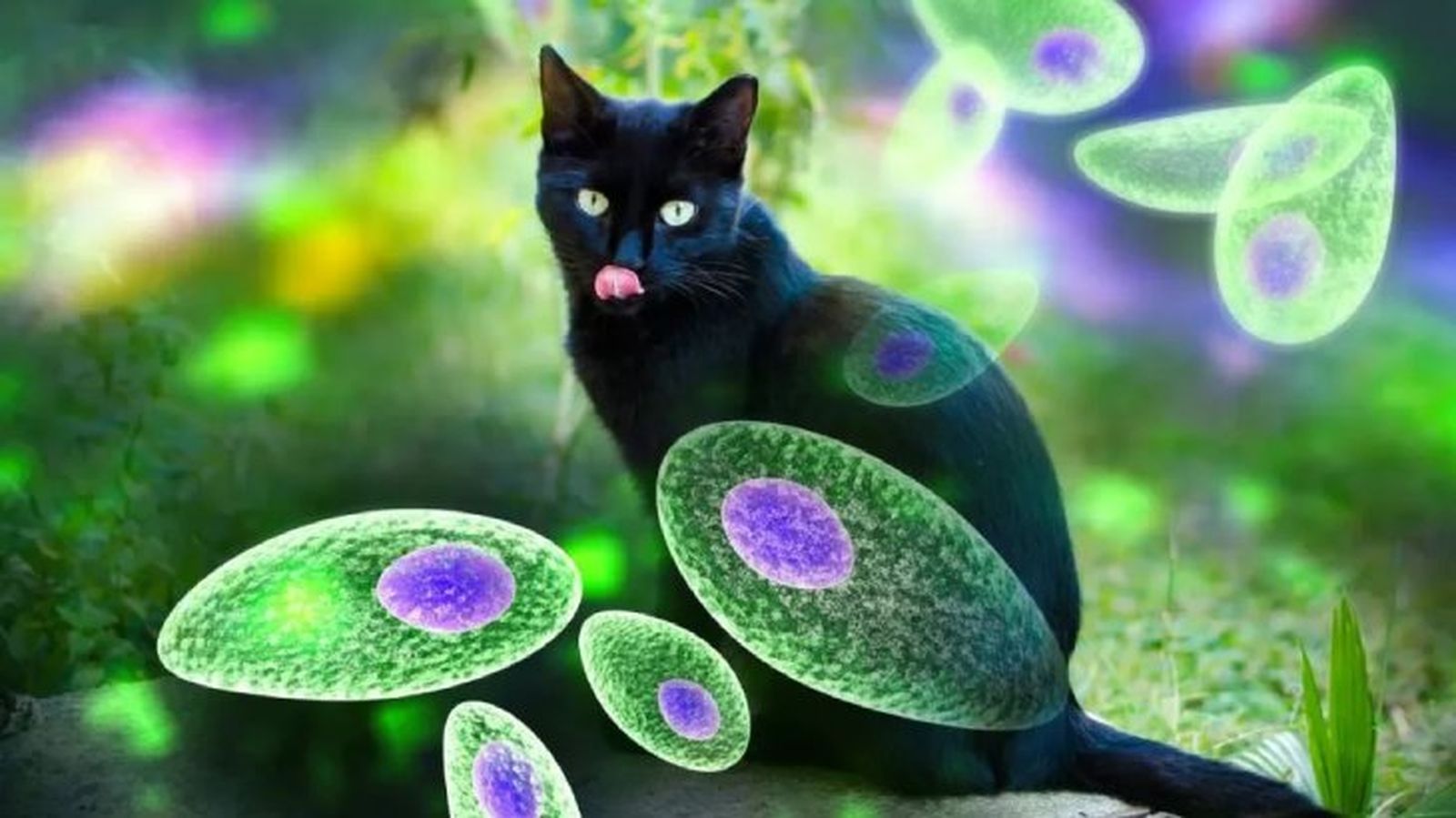 toxoplasmosis en gatos 2 toxoplasmosis en gatos 2
