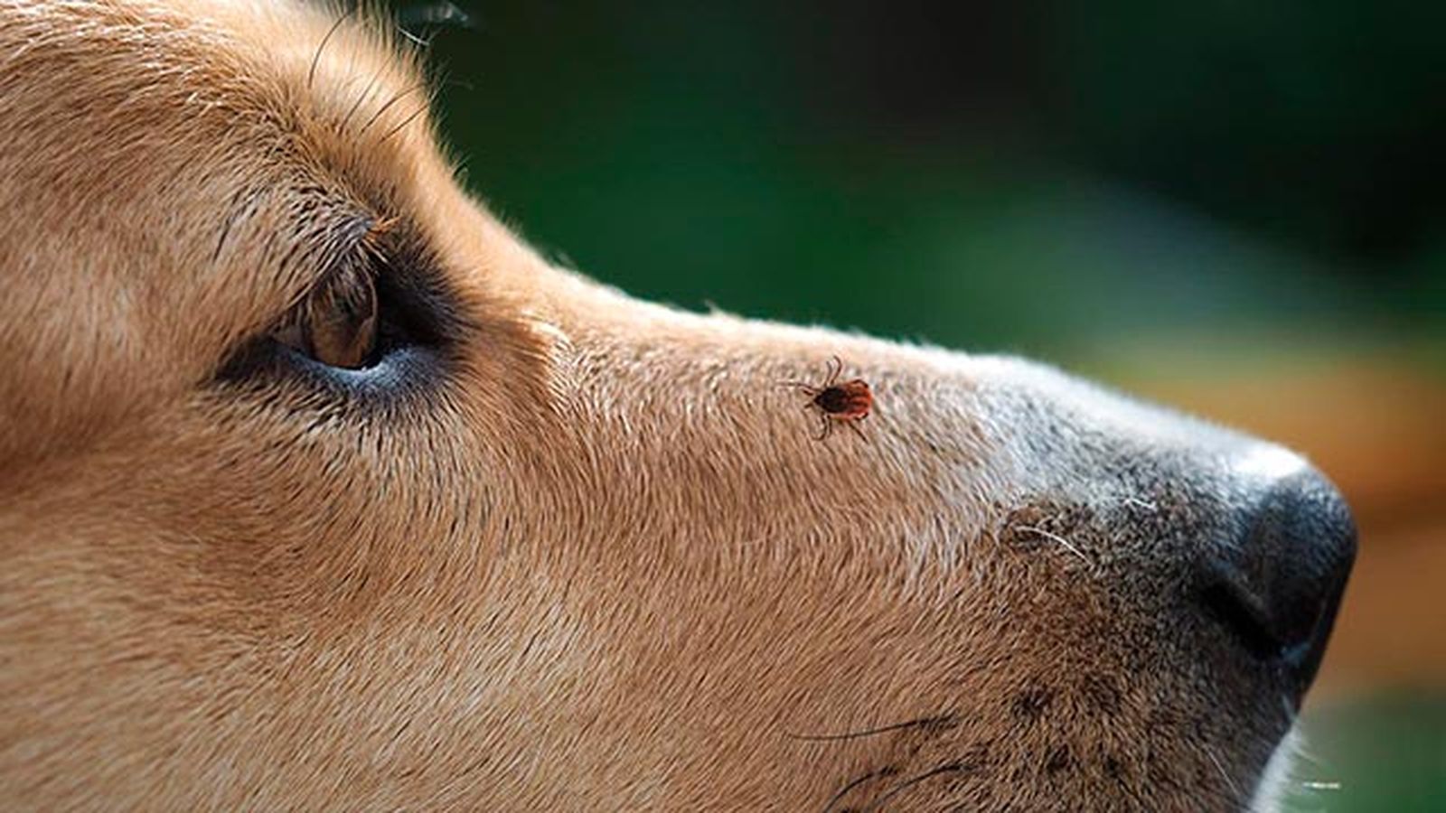 los 6 parasitos mas frecuentes en perros garrapata los 6 parasitos mas frecuentes en perros garrapata