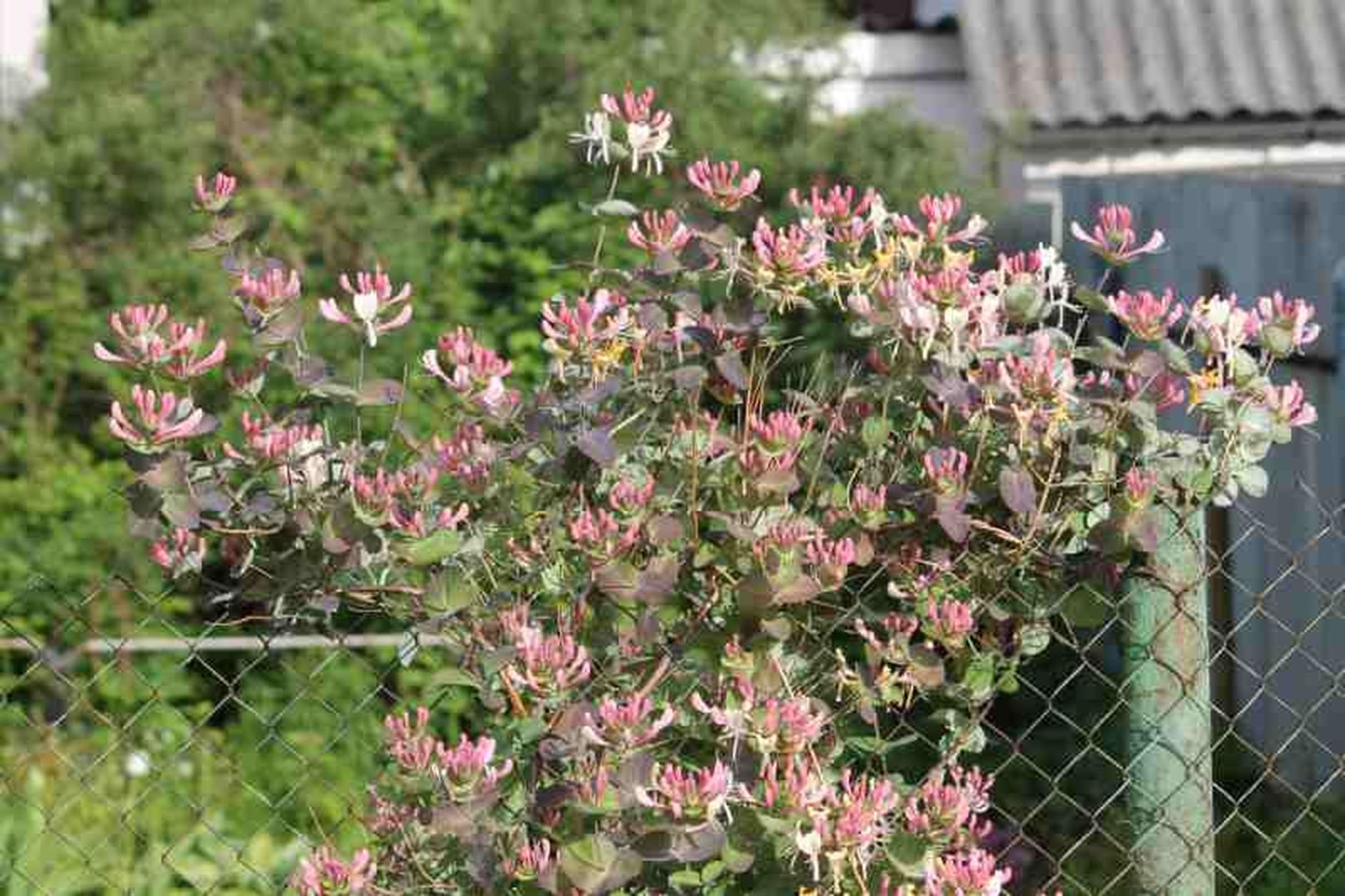Madreselva (Lonicera caprifolium) Madreselva (Lonicera caprifolium)
