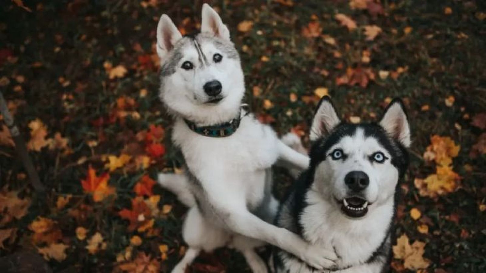 Dos perros de raza husky jugando