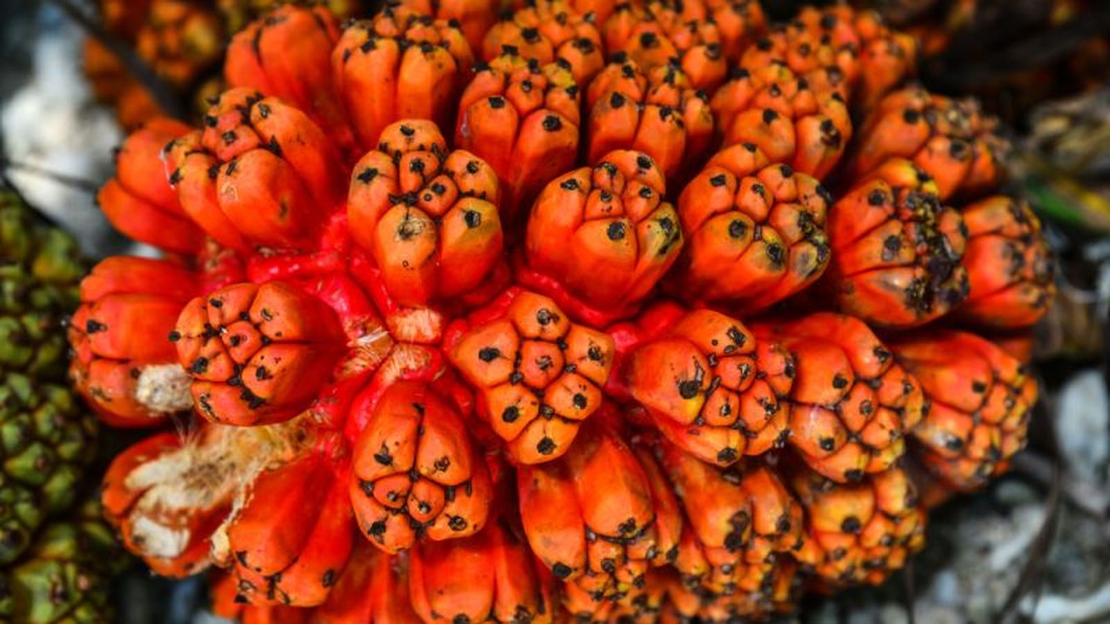 Fruta hala Fruta hala