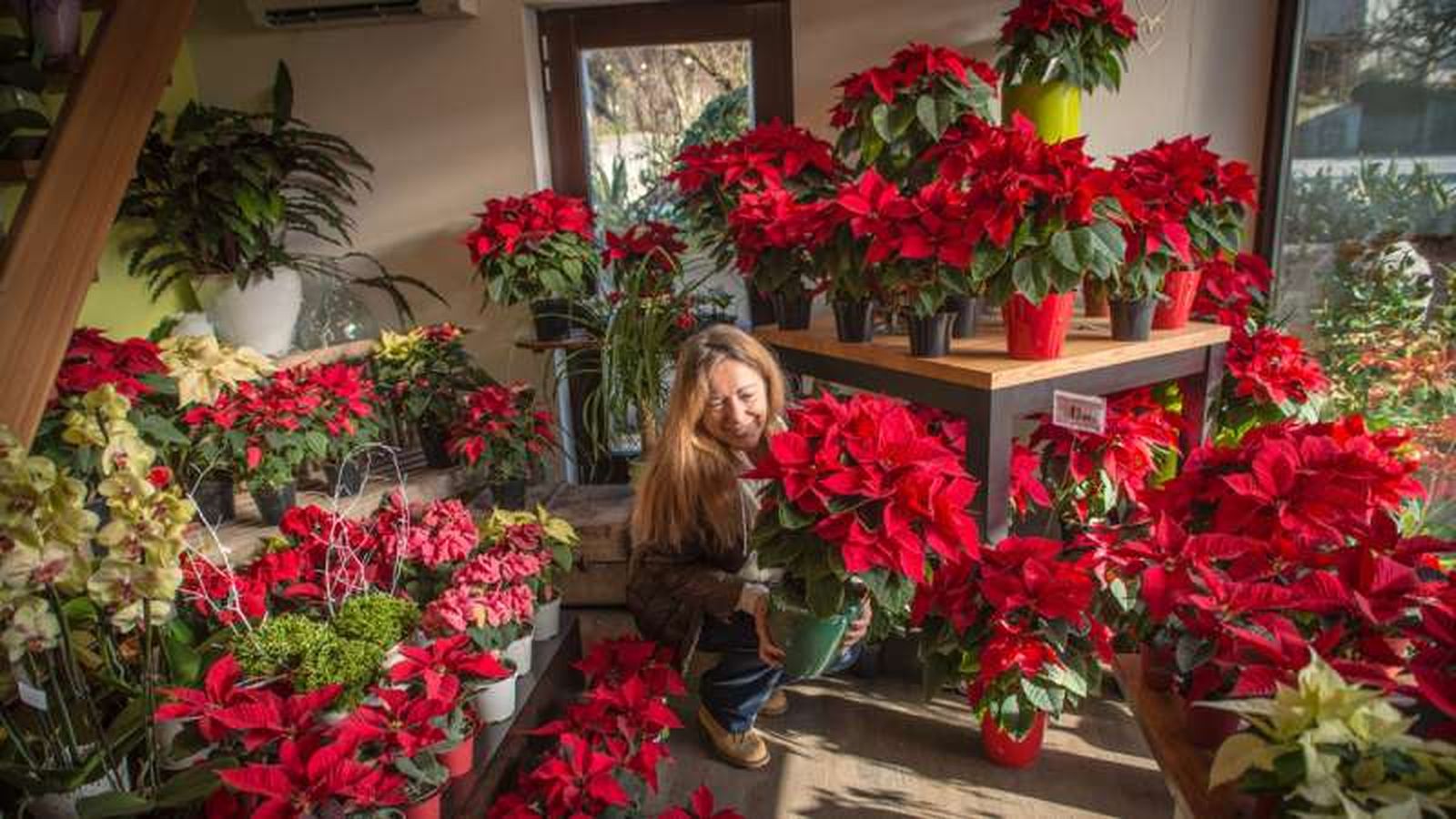 La flor de Pascua se ha convertido en un símbolo navideño imprescindible