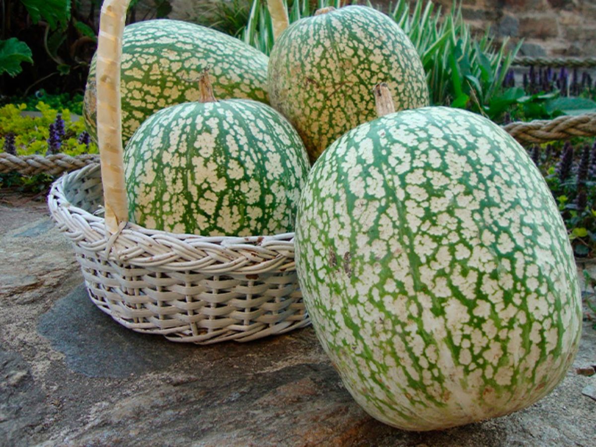 Calabaza de cidra, la variedad de piel verde moteada y pulpa fibrosa con la que se elabora el tradicional cabello de ángel.