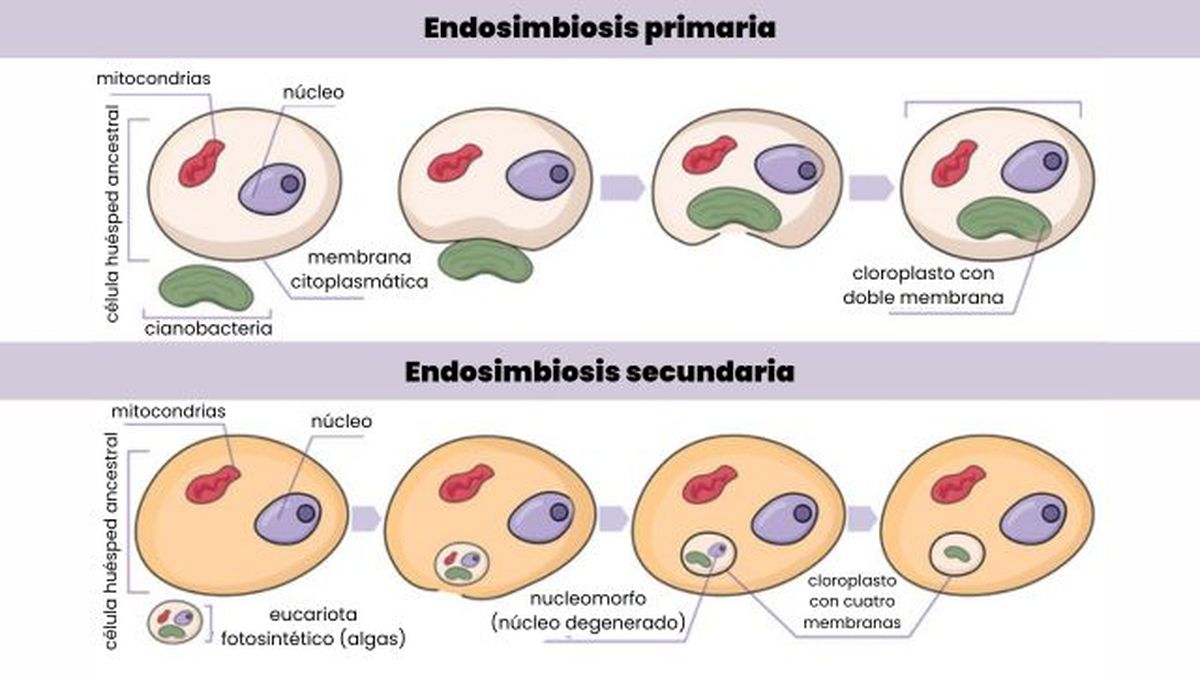 proceso de endosimbiosis primaria y secundaria