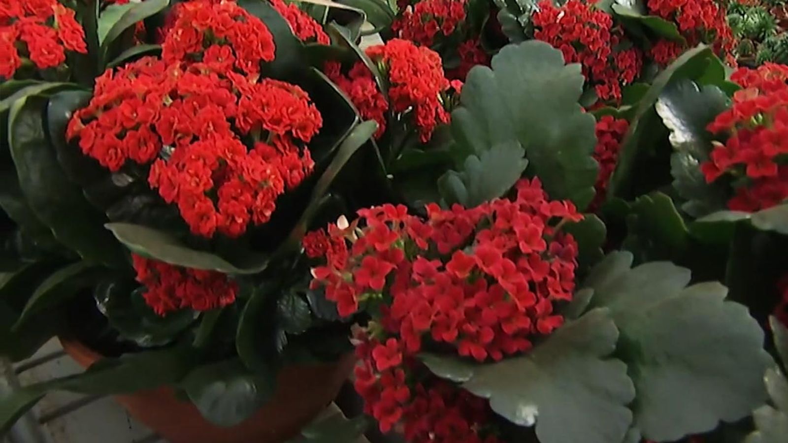 variedad Kalanchoe blossfeldiana flores deco 373 jardin variedad Kalanchoe blossfeldiana flores deco 373 jardin