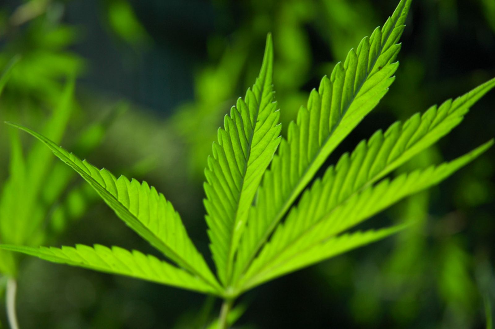 Cannabis sativa