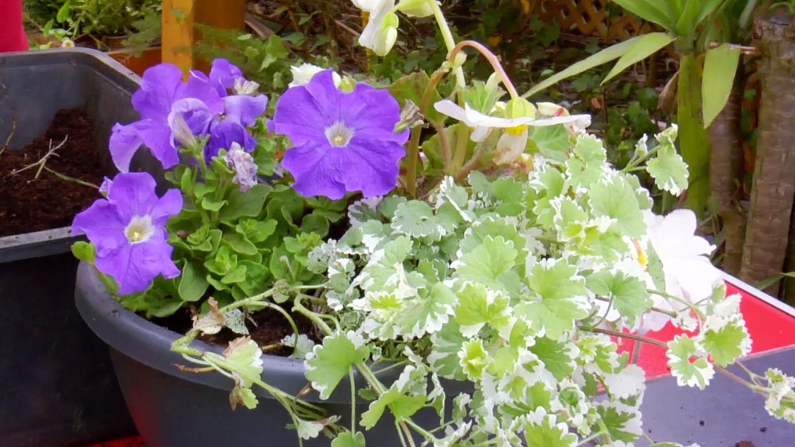 brico 794 jardin plantas colgantes verano petunia brico 794 jardin plantas colgantes verano petunia