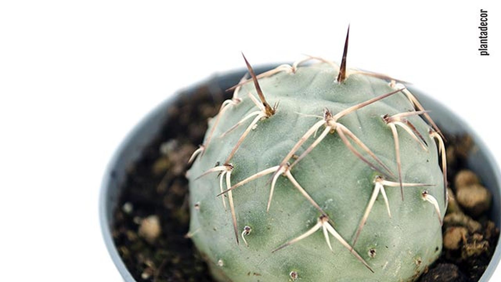 tephrocactus geometricus tephrocactus geometricus