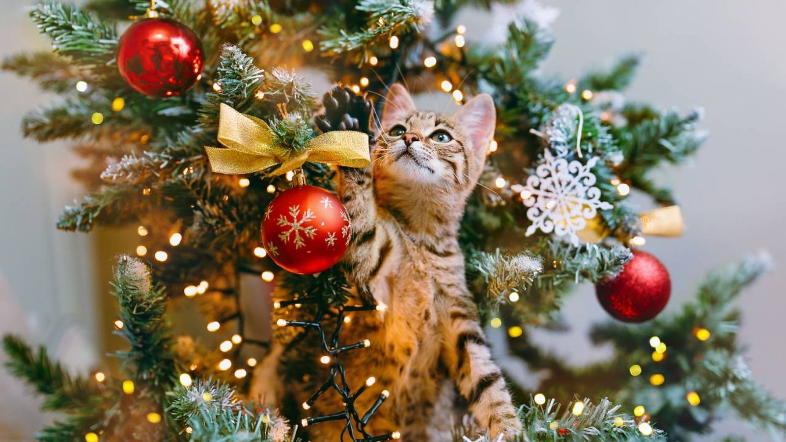 decoracion navidena a prueba de gatos