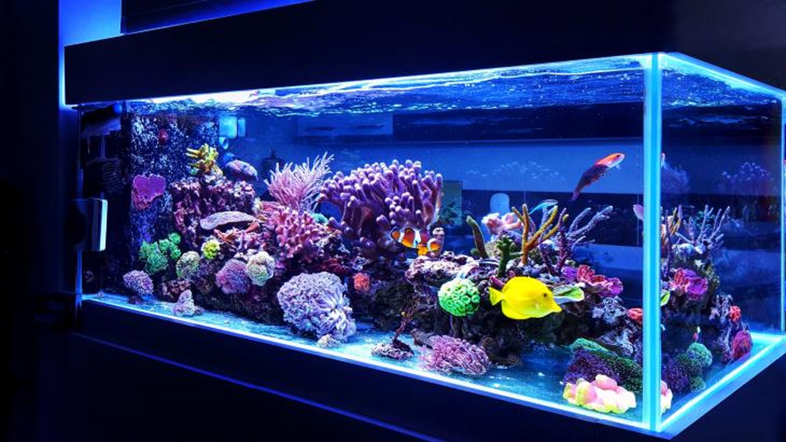 como duermen los peces 9