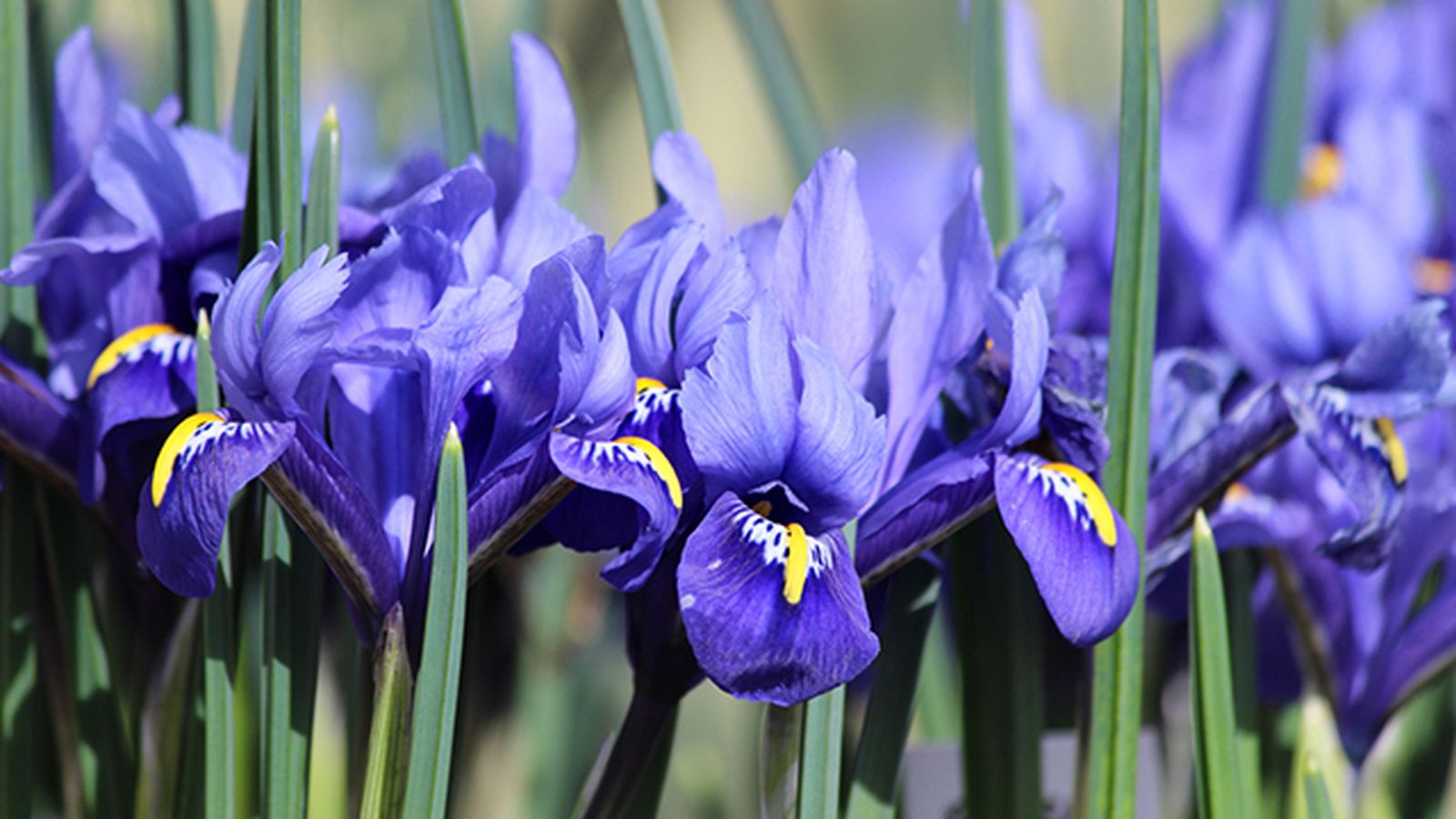 flores iris para el dia de la madre flores iris para el dia de la madre