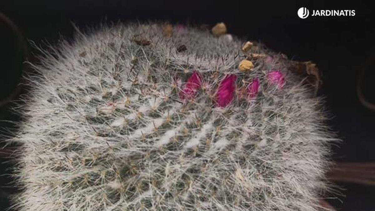 cactus mammillaria coleccion inigo segurola