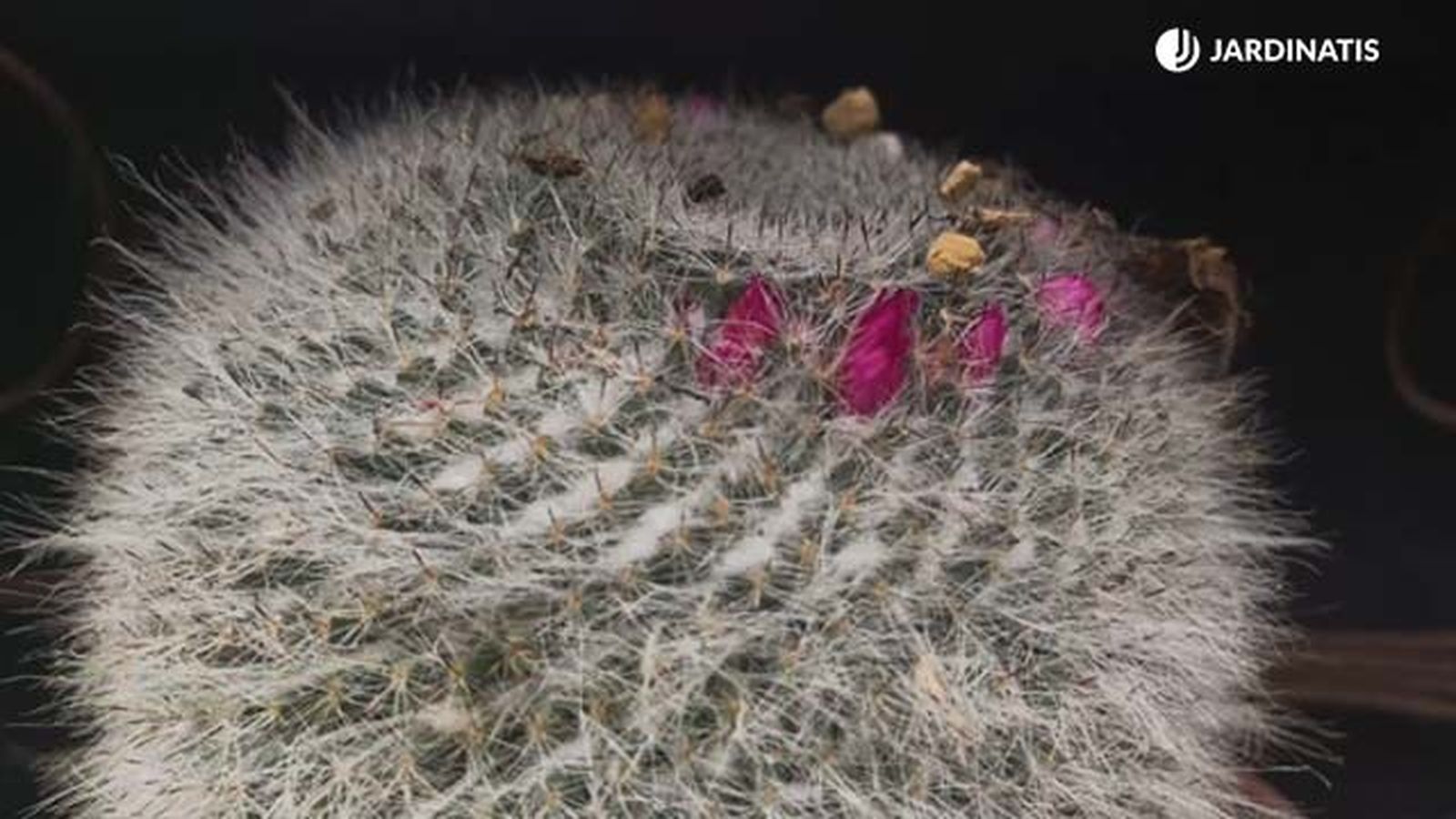 cactus mammillaria coleccion inigo segurola cactus mammillaria coleccion inigo segurola