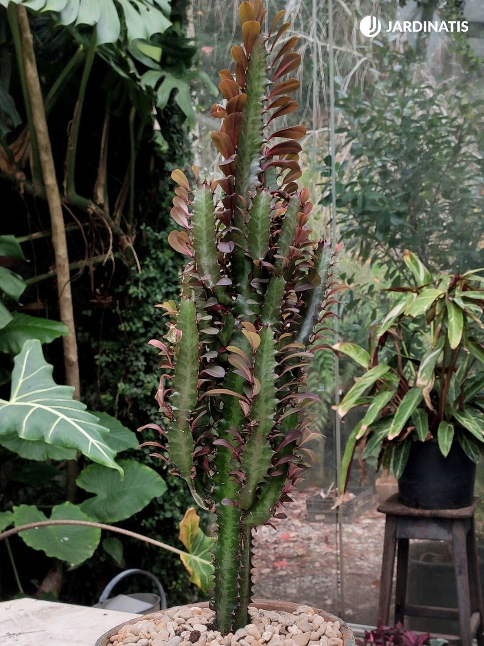 Euphorbia trigona rubra Euphorbia trigona rubra