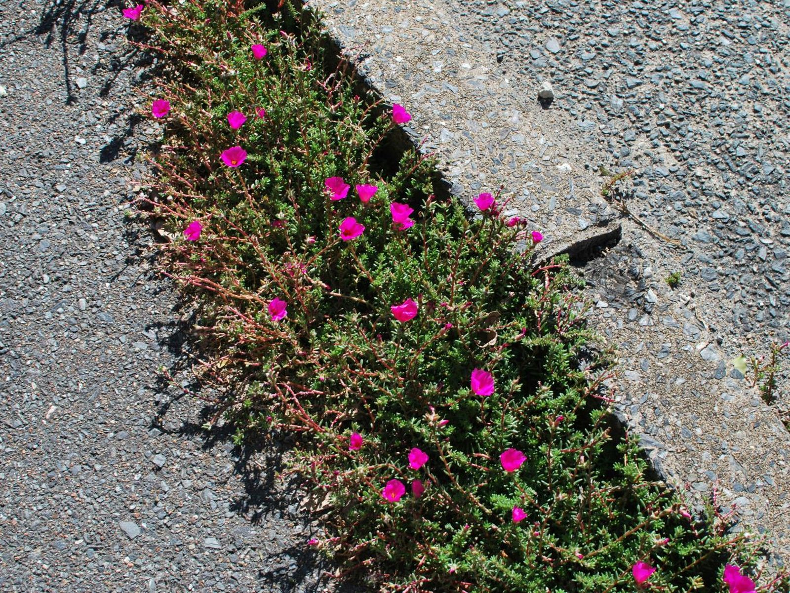 Flores rosas en un bordillo de la calle. Flores rosas en un bordillo de la calle.