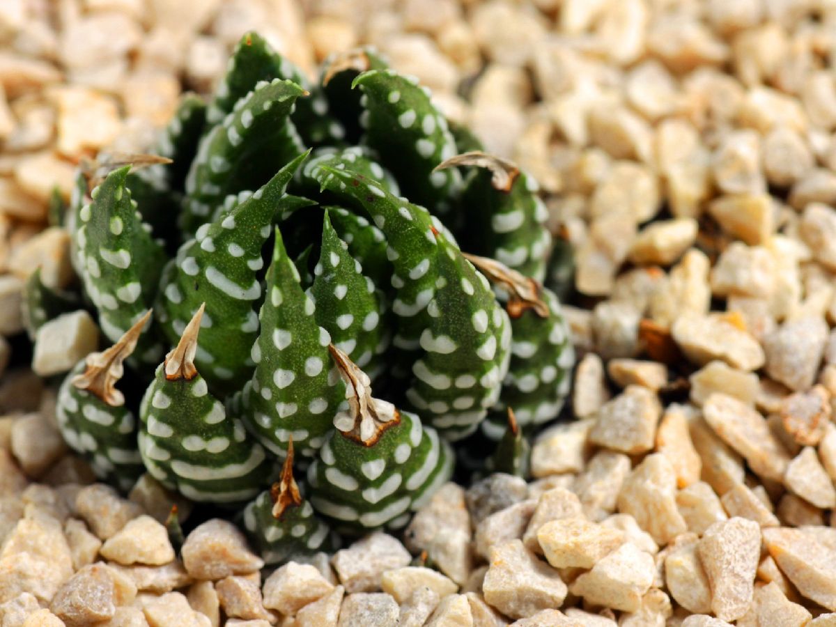 Observar las hojas puede ser útil para las necesidades de riego