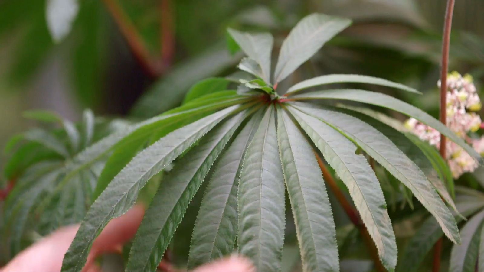 brico 928 3 begonia luxurians hoja