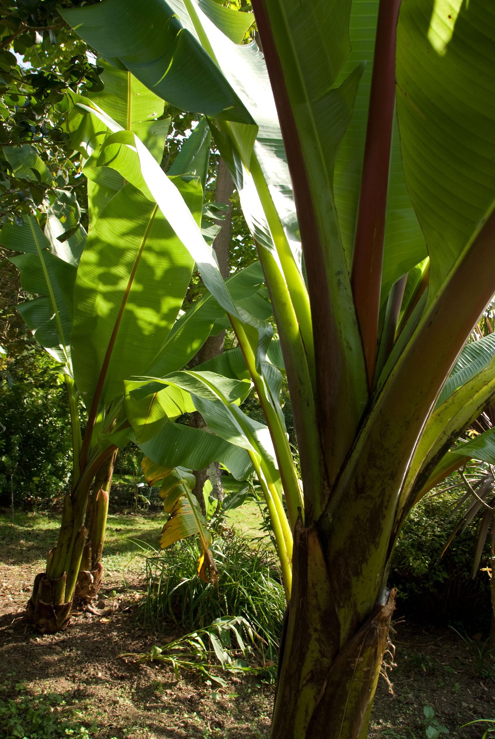 deco 269 plantas hojas grandes musa ensete 3 deco 269 plantas hojas grandes musa ensete 3