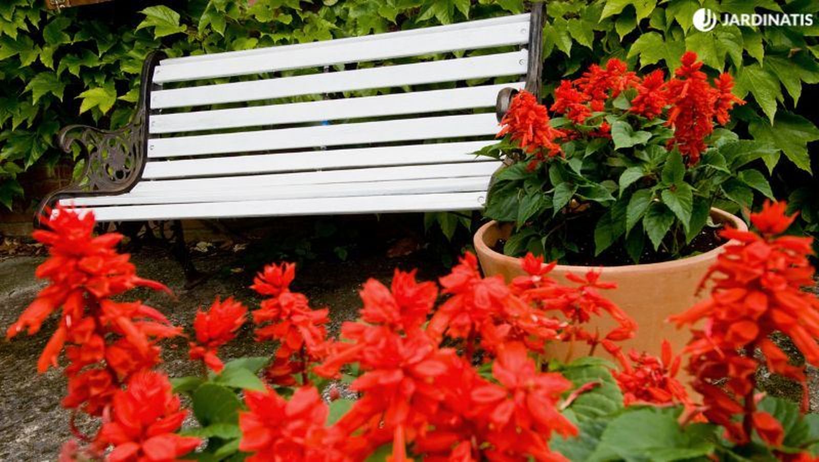 Salvia roja