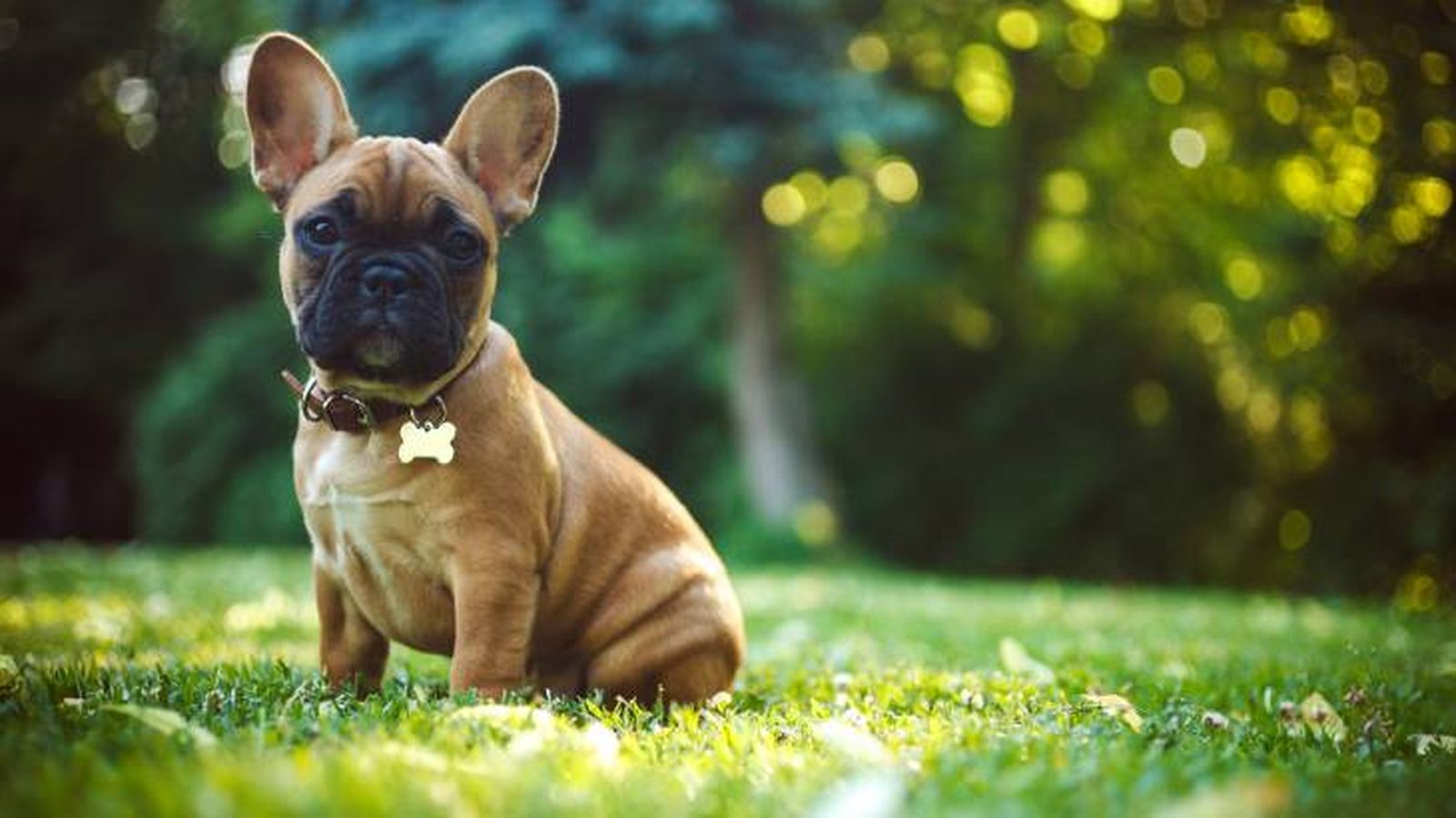 El perro Bulldog Francés tiene una cola corta El perro Bulldog Francés tiene una cola corta