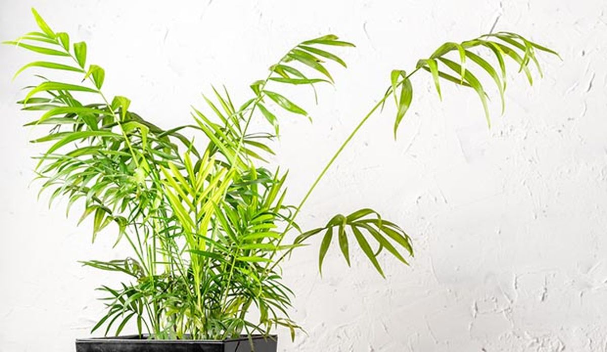 caracteristicas cuidados chamaedorea elegans