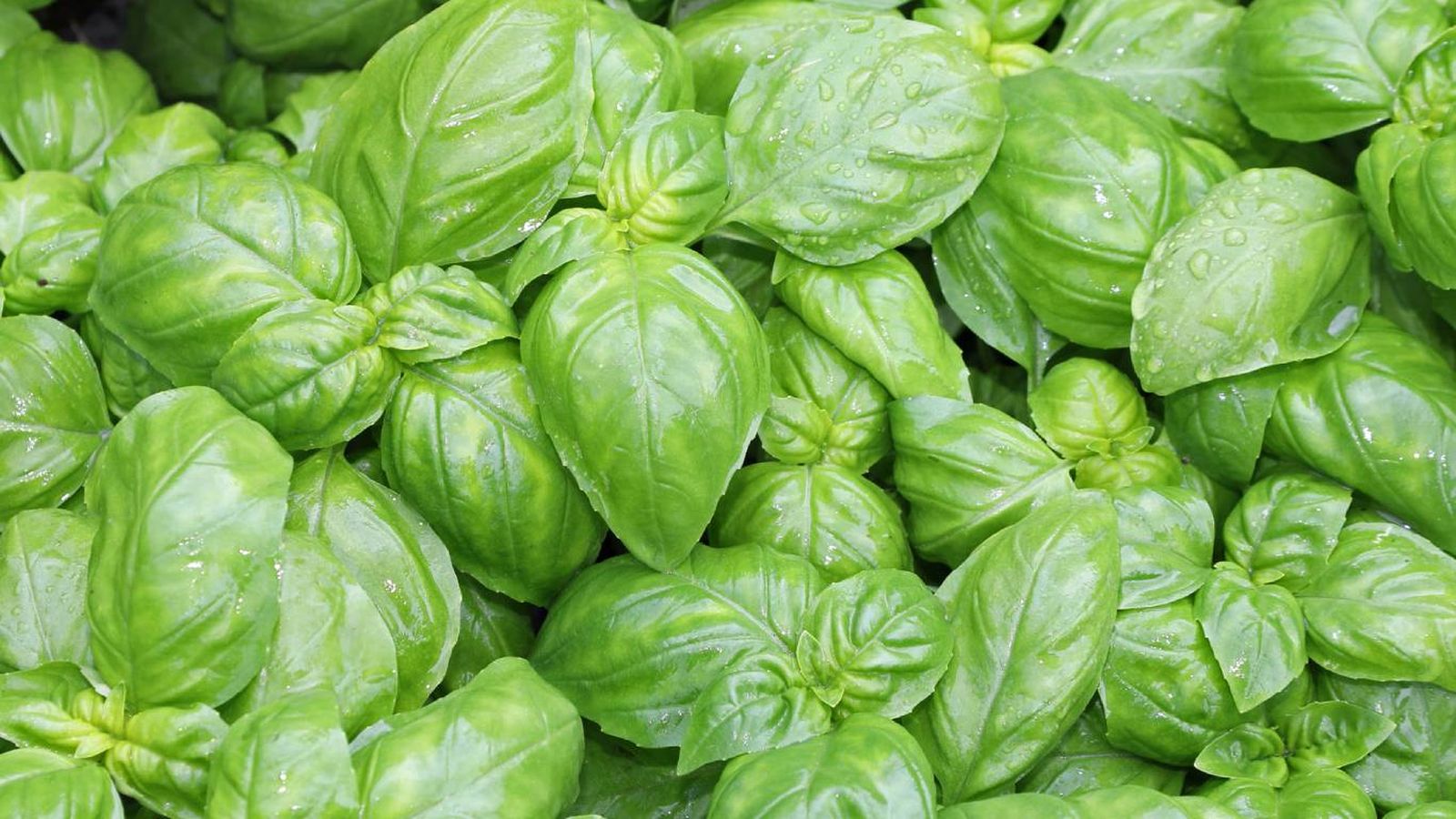 Plantas que mejoran la calidad del suelo: Albahaca