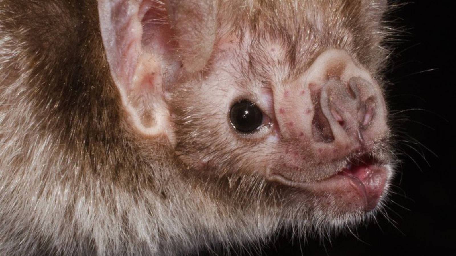 mamiferos venenosos vampiro comun mamiferos venenosos vampiro comun