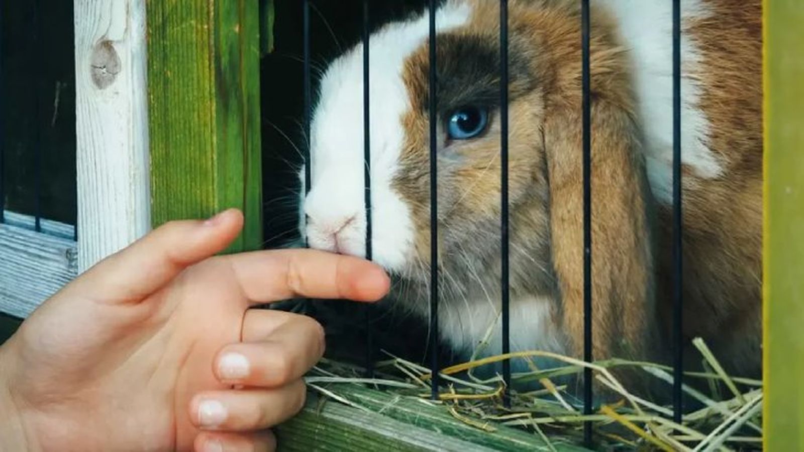 mi conejo muerde la jaula 1 mi conejo muerde la jaula 1