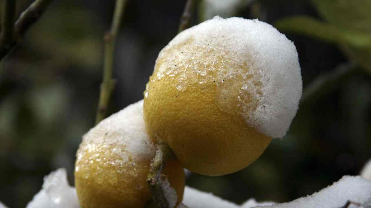 BRIC_JARDIN_439 Cómo proteger los cítricos del frío