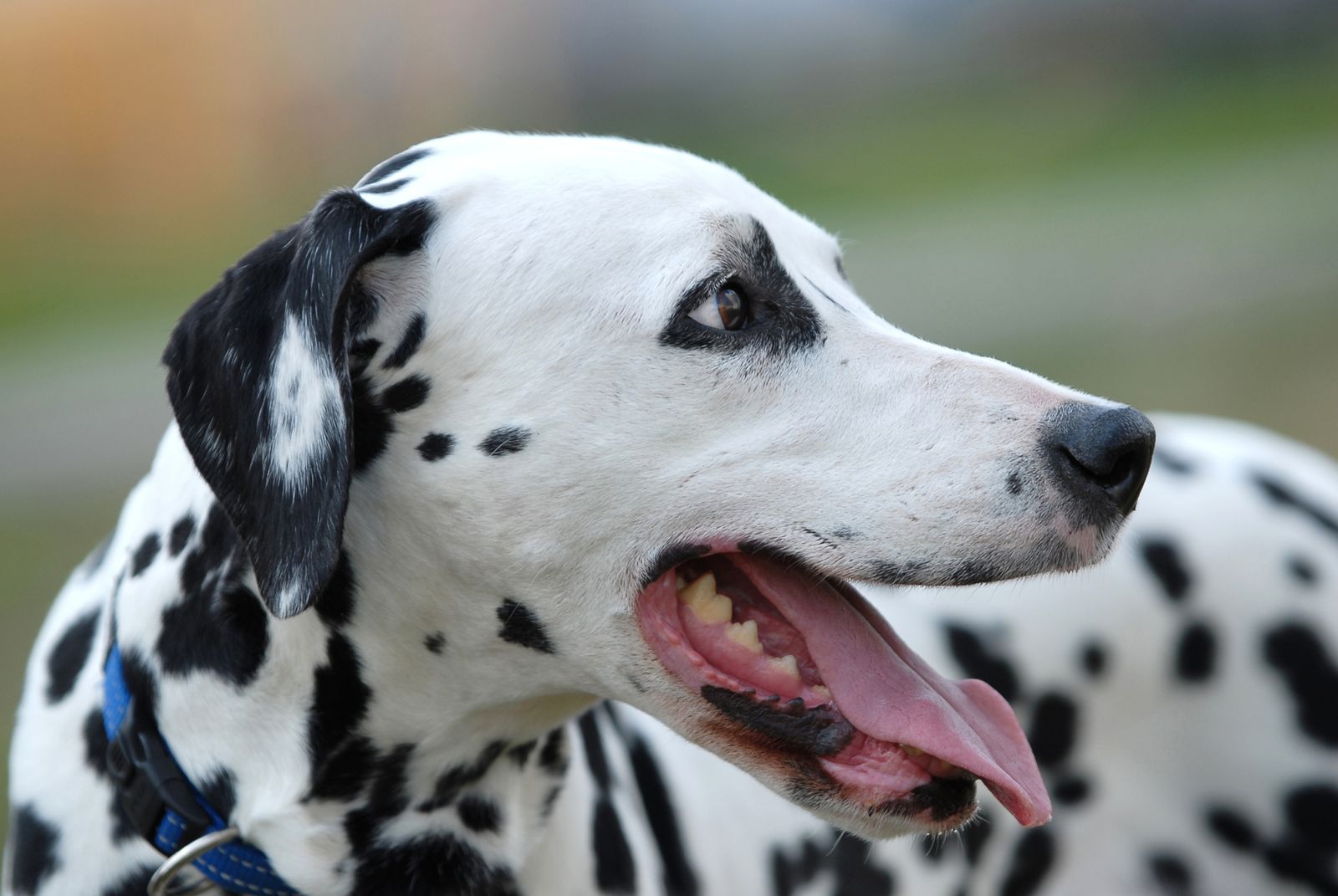 dalmata sobrepeso xl dalmata sobrepeso xl
